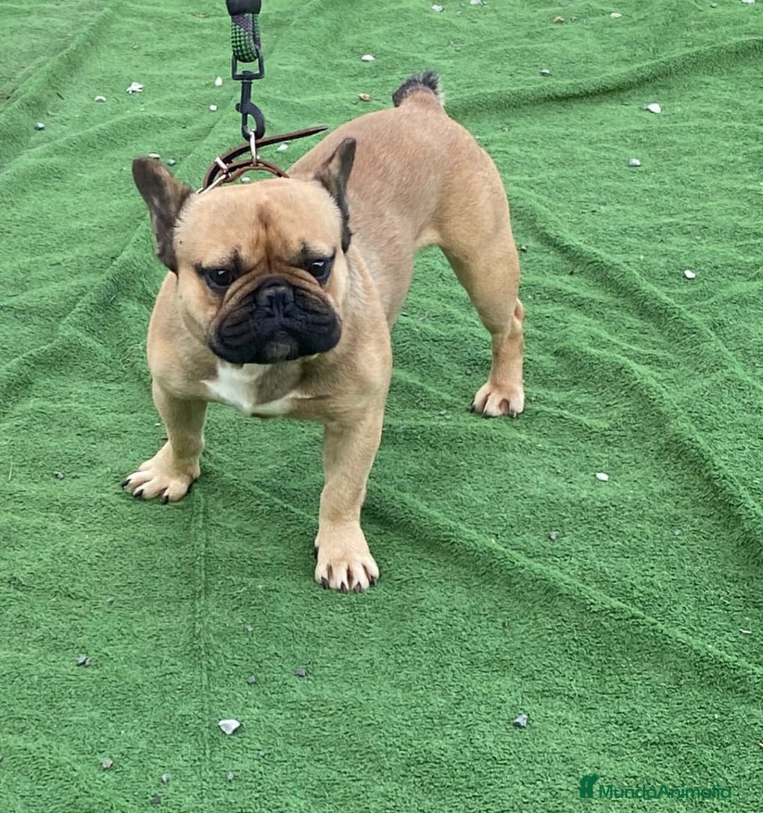 Bulldog Francés perros en venta: Bulldog francés standar  - Imagen 9