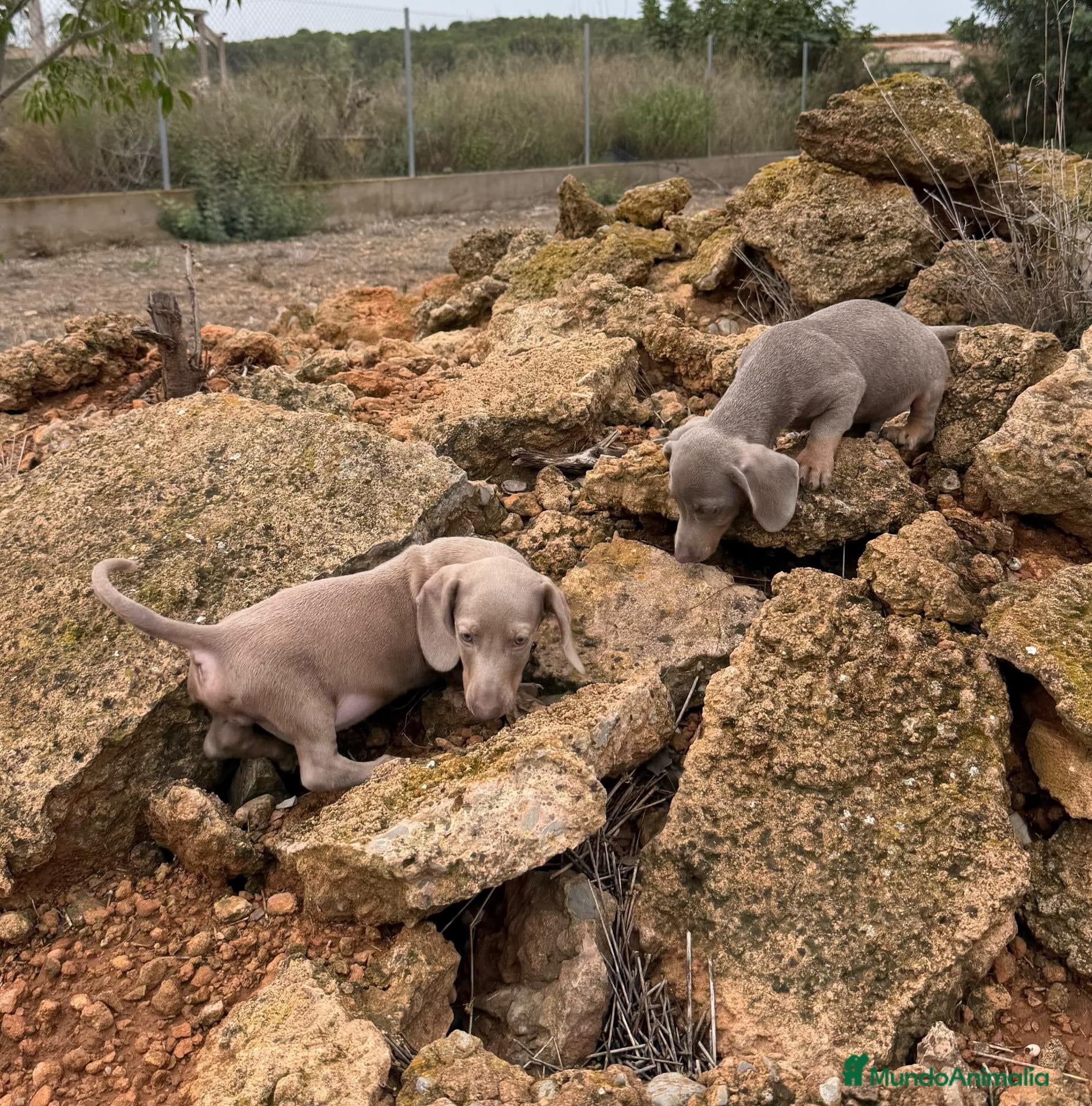 Teckel Miniatura perros MACHOS - TECKEL MINI ISABELLA - Anuncio 1