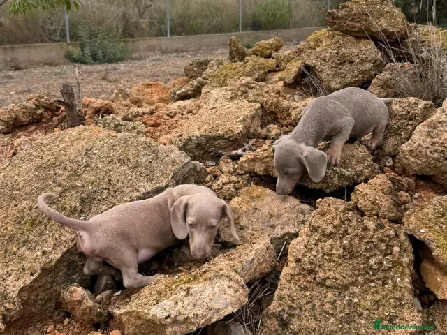 Teckel Miniatura perros en venta: MACHOS - TECKEL MINI ISABELLA - Anuncio 1