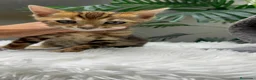 Bengalí gatos en venta: GATITA BENGALI COLOR MARBLE - Anuncio 2