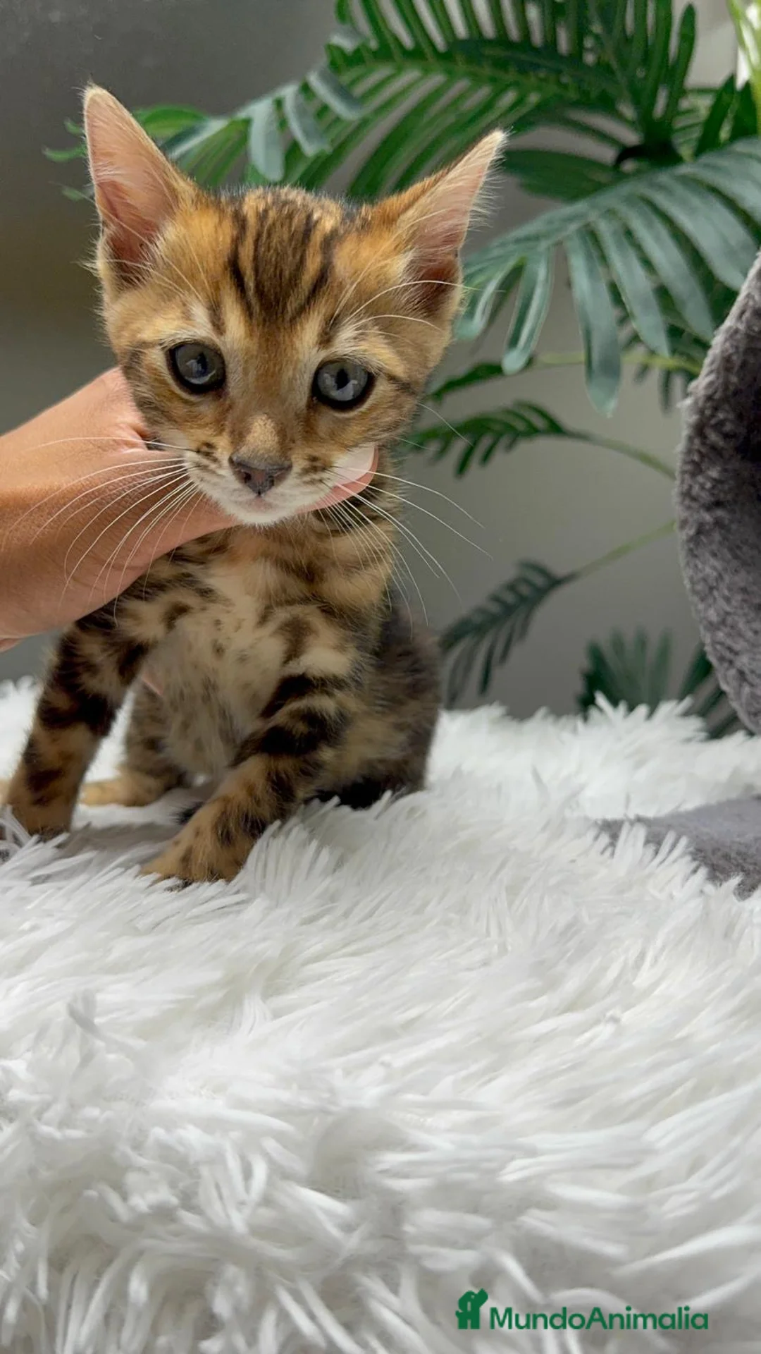 Bengalí gatos en venta: GATITA BENGALI COLOR MARBLE - Anuncio 2