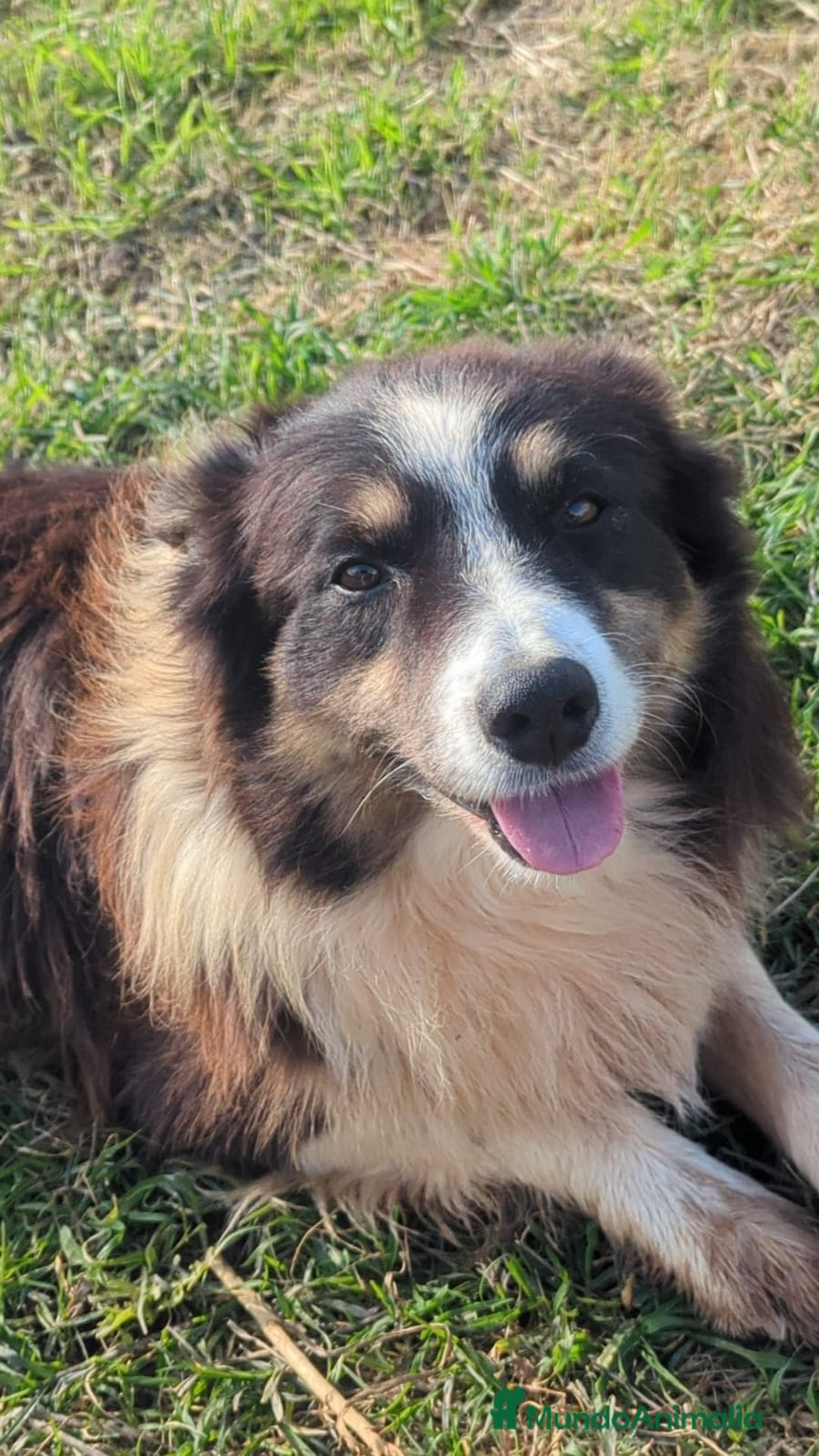 Border Collie perros en venta: Border collie  - Anuncio 11