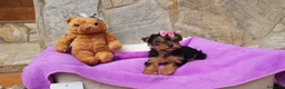 Yorkshire Terrier perros en venta: Yorkshire Terrier espectaculares  en Barcelona - Anuncio 4