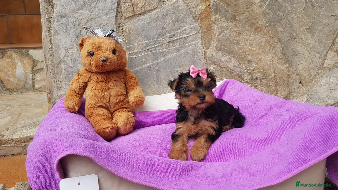Yorkshire Terrier perros en venta: Yorkshire Terrier espectaculares  en Barcelona - Anuncio 4