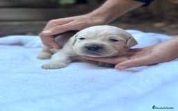 Golden Retriever perros en venta: Preciosos cachorros de Golden retriever - Imagen 3