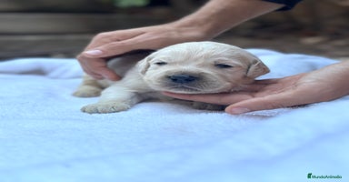 Golden Retriever perros - Anuncio 2