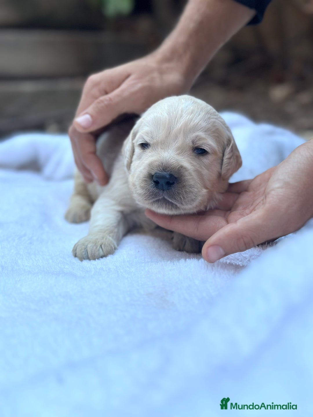 Golden Retriever perros en venta: Preciosos cachorros de Golden retriever - Imagen 3