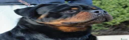 Rottweiler perros en venta: Rottweiler  - Anuncio 3