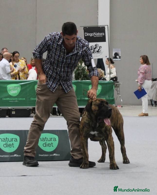 Presa Canario perros Presa canario top pedigrí - Anuncio 1