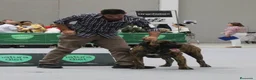 Presa Canario perros en venta: Presa canario top pedigrí - Anuncio 1