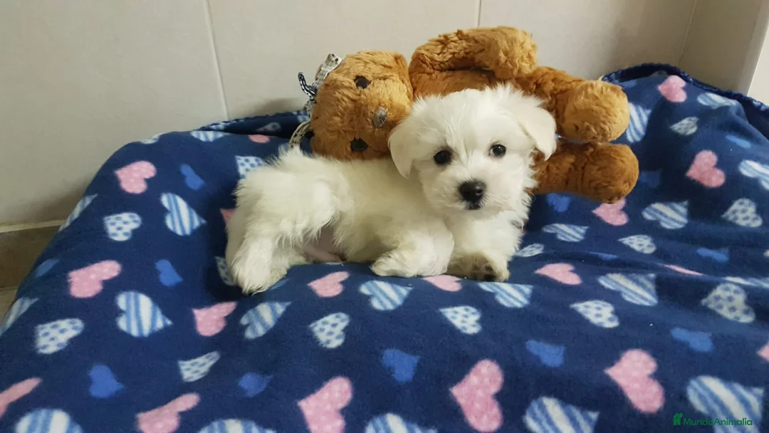 Bichón Maltés perros en venta: Bichón Maltés machos y hembras  en Barcelona - Anuncio 4