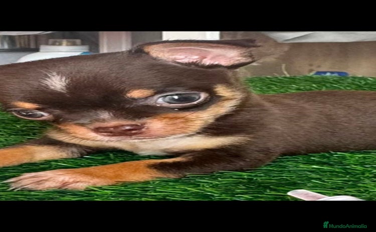 Chihuahua perros - Anuncio 3