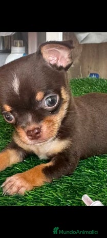 Chihuahua perros - Anuncio 18