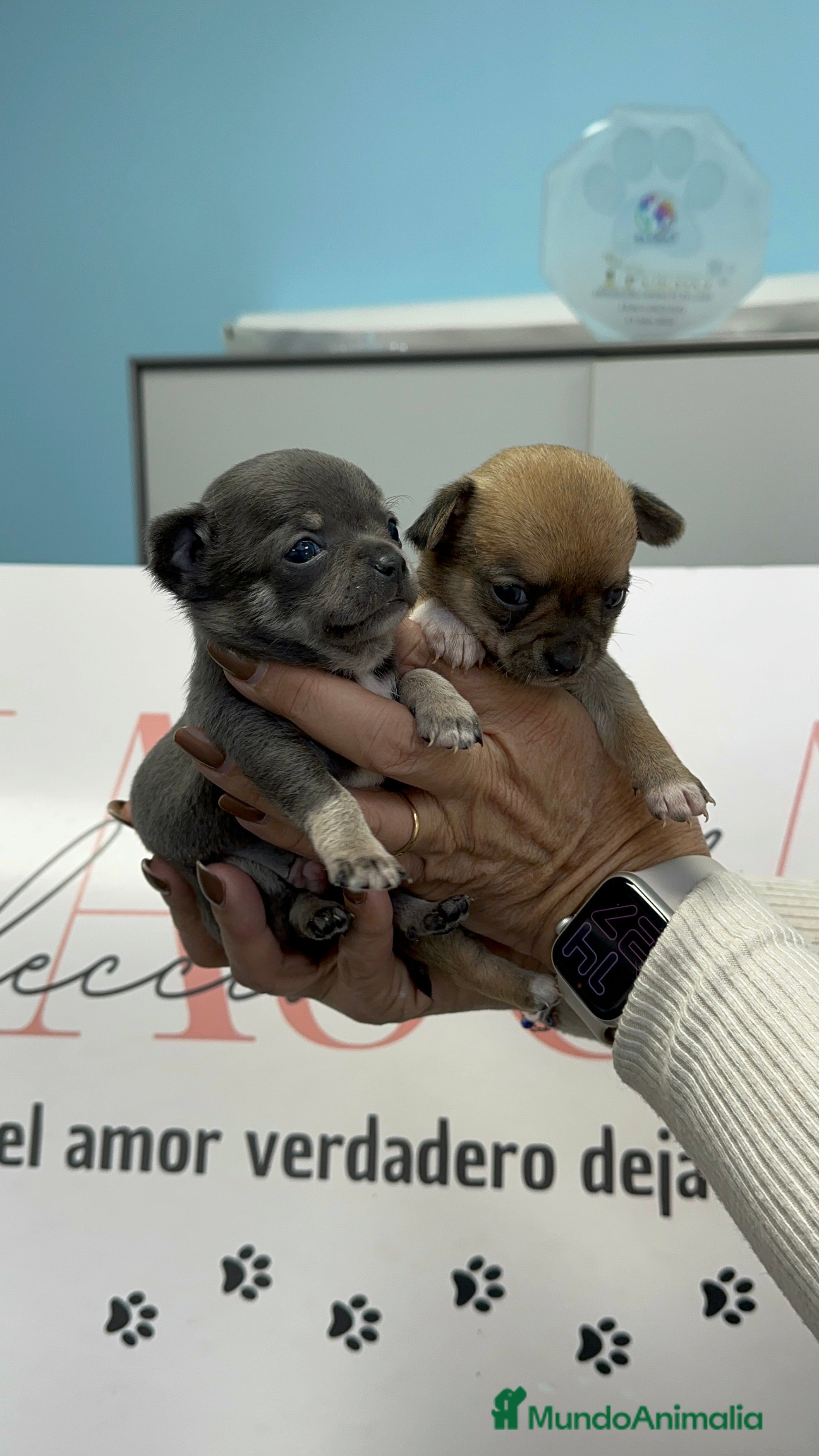 Chihuahua perros Dos machitos Chihuahua miniatura  - Anuncio 2