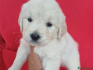 Golden Retriever perros Golden Retriever - Anuncio 1