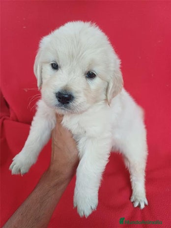 Golden Retriever perros Golden Retriever - Anuncio 1