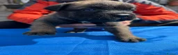 Cane Corso perros en venta: Cane corso  - Anuncio 4