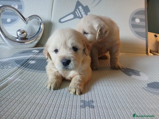 Golden Retriever perros Cachorros golden - Anuncio 1