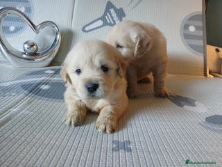 Golden Retriever perros Cachorros golden - Anuncio 27