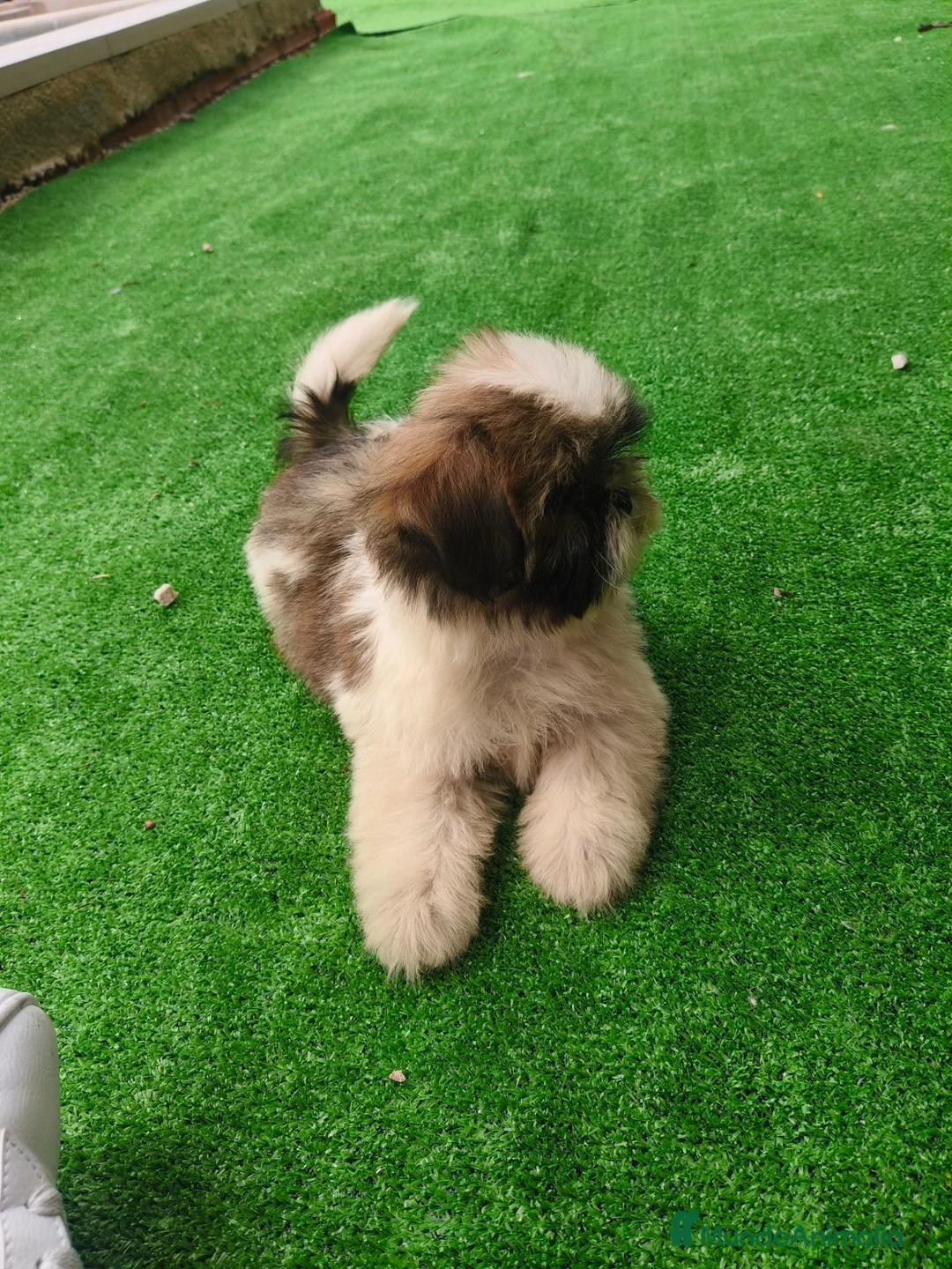 Shih Tzu perros en venta: Cachorra de Shih Tzu - Anuncio 10