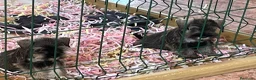 Schnauzer Miniatura perros en venta: Caraby Schnahuzer miniatura  en Alicante - Anuncio 12