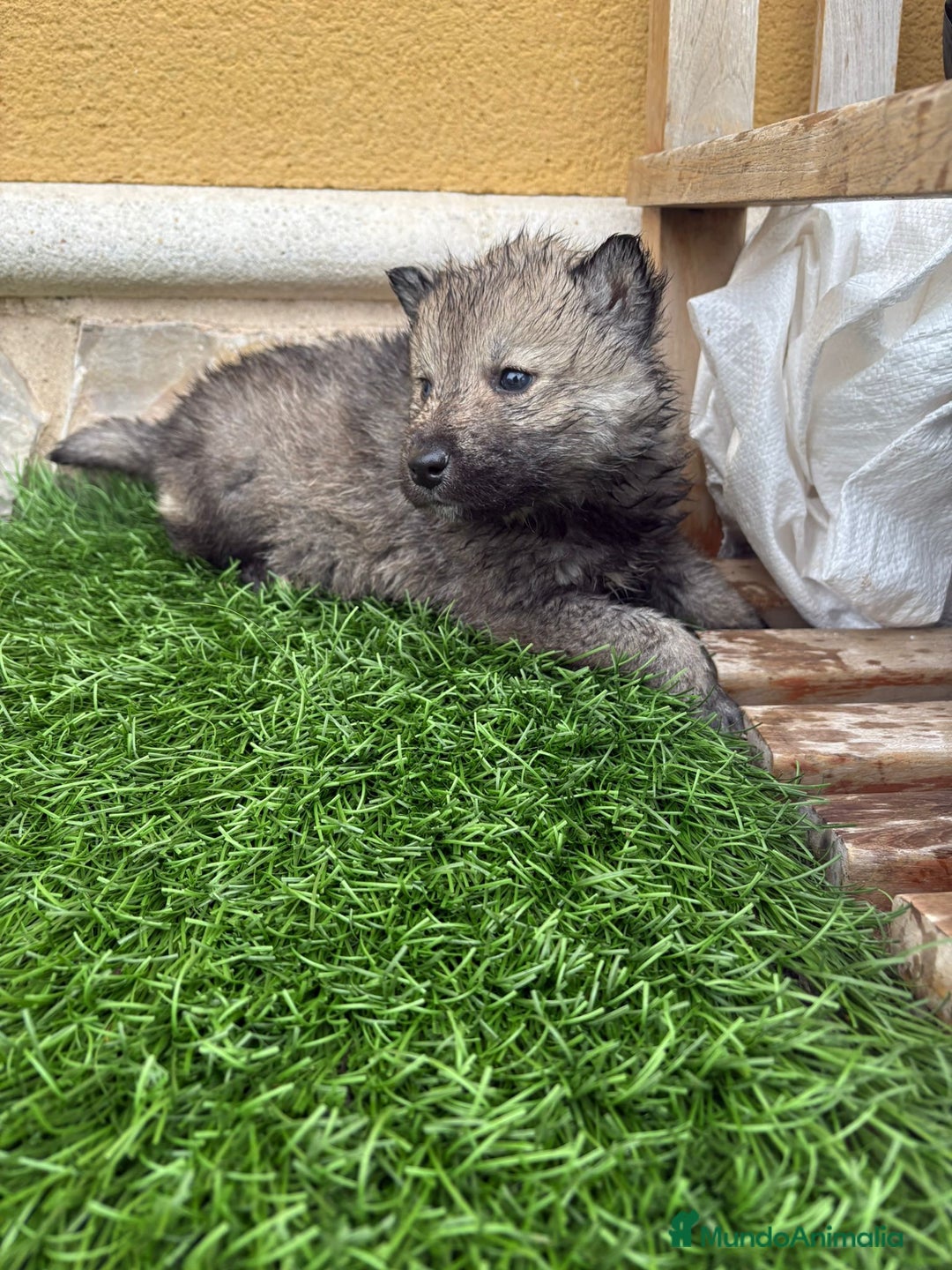 Husky Siberiano perros en venta: Husky siberiano macho agouti - Anuncio 8