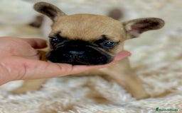 Bulldog Francés perros en venta: Bulldog francés Fawn  - Imagen 3