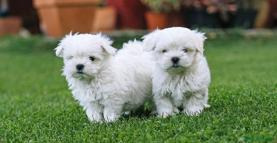 Bichón Maltés perros Bichon maltés Últimos machitos!!🐶🐾 - Anuncio 2
