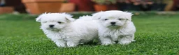 Bichón Maltés perros en venta: Bichon maltés Últimos machitos!!🐶🐾 - Anuncio 1