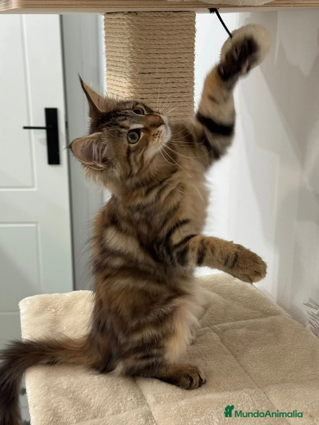Maine Coon gatos en venta: Preciosa gatita Maine coon - Anuncio 4
