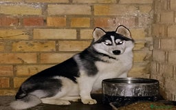 Husky Siberiano perros en venta: Camada de huskies siberianos  - Anuncio 1