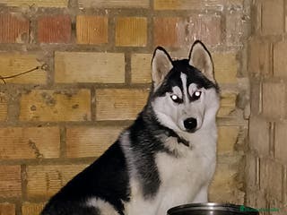 Husky Siberiano perros Camada de huskies siberianos - Anuncio 7