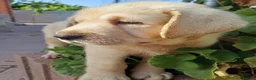 Labrador Retriever perros en venta: Labrador dorado disponible 🐶🐾🔥 - Anuncio 2