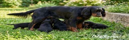 Setter Gordon perros en venta: SETTER GORDON, EXCELENTES - Anuncio 1