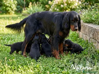 Setter Gordon perros SETTER GORDON, EXCELENTES - Anuncio 1
