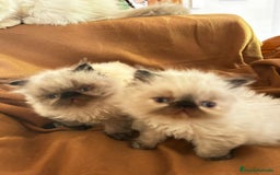 Persa gatos en venta: Persas himalayos y exoticos - Imagen 8