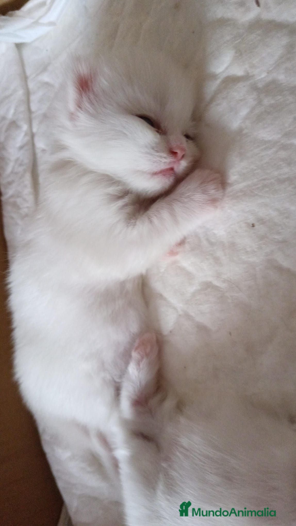 Persa gatos Gato persa - Anuncio 1