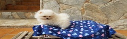 Pomerania perros en venta: Lulú de pomerania precioso en Barcelona - Anuncio 1