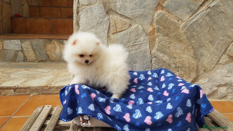 Pomerania perros en Barcelona - Anuncio 14