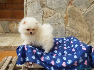 Pomerania perros Lulú de pomerania precioso en Barcelona - Anuncio 2