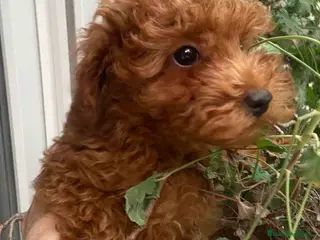 Caniche Enano perros Caniche Hembra de Bella y Can 2024 AQUANATURA - Anuncio 1