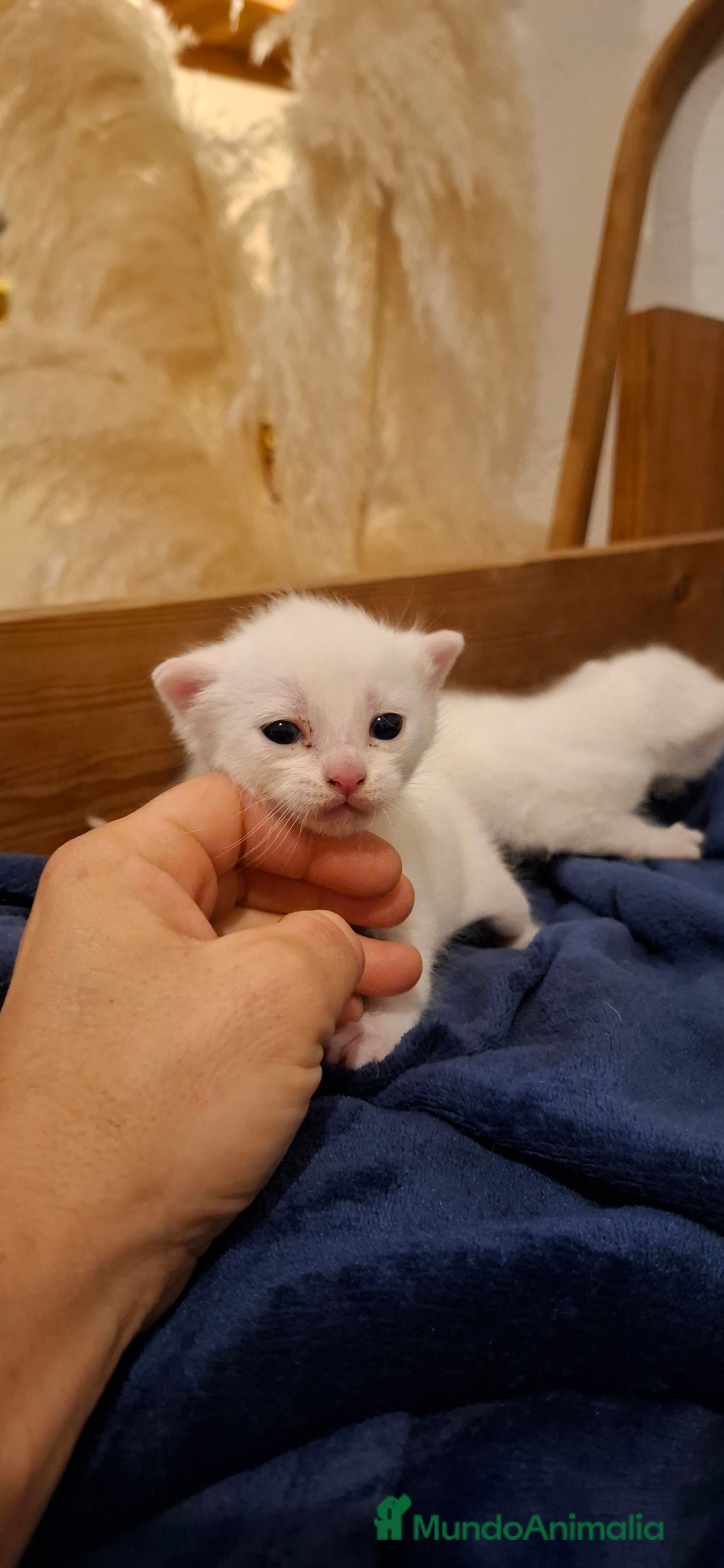 Raza Mixta gatos Gatitas cruce de Angora y europeo - Anuncio 1