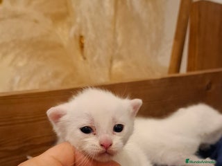 Raza Mixta gatos Gatitas cruce de Angora y europeo - Anuncio 1