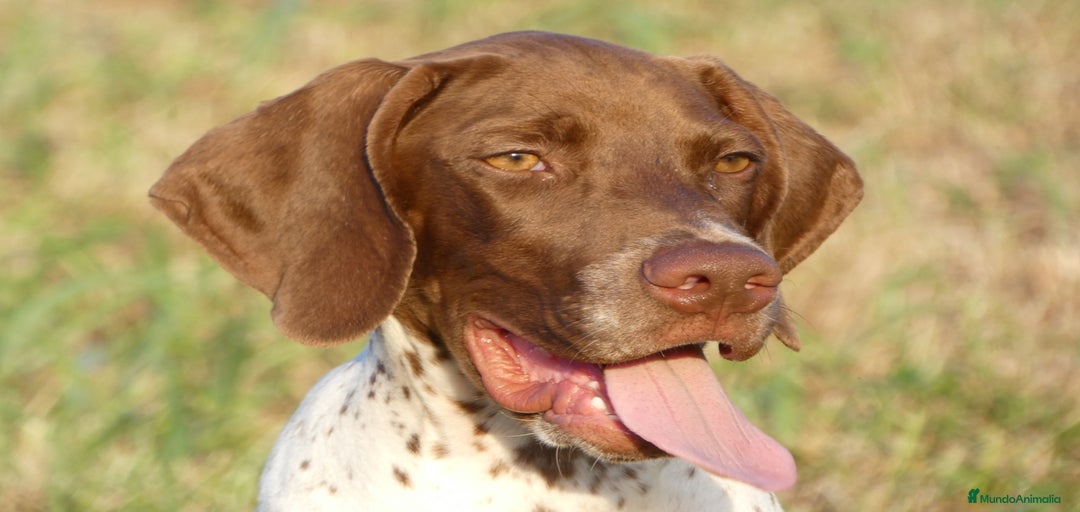 Imagen de galería {{count}}