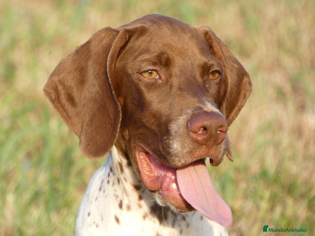 Imagen de galería {{count}}