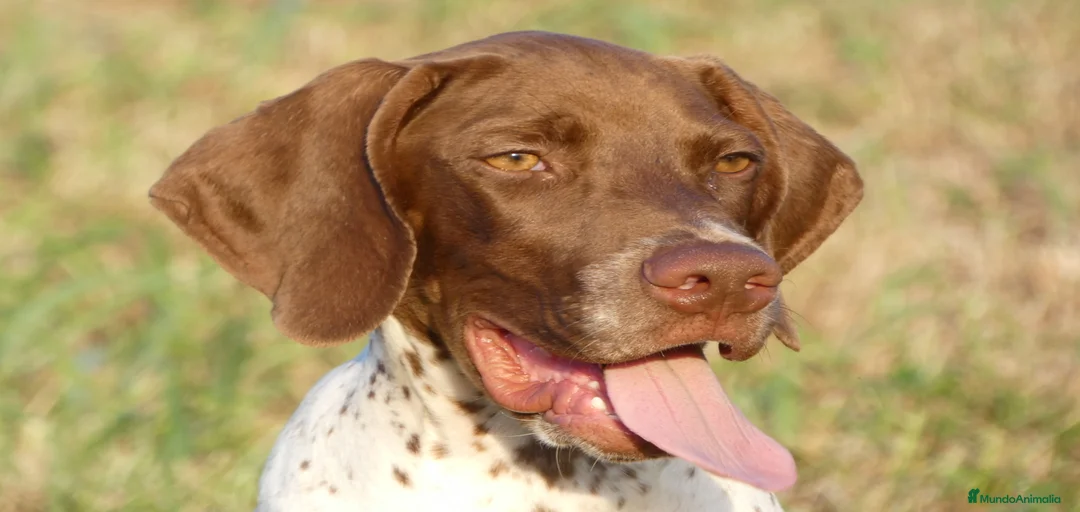 Imagen de galería {{count}}