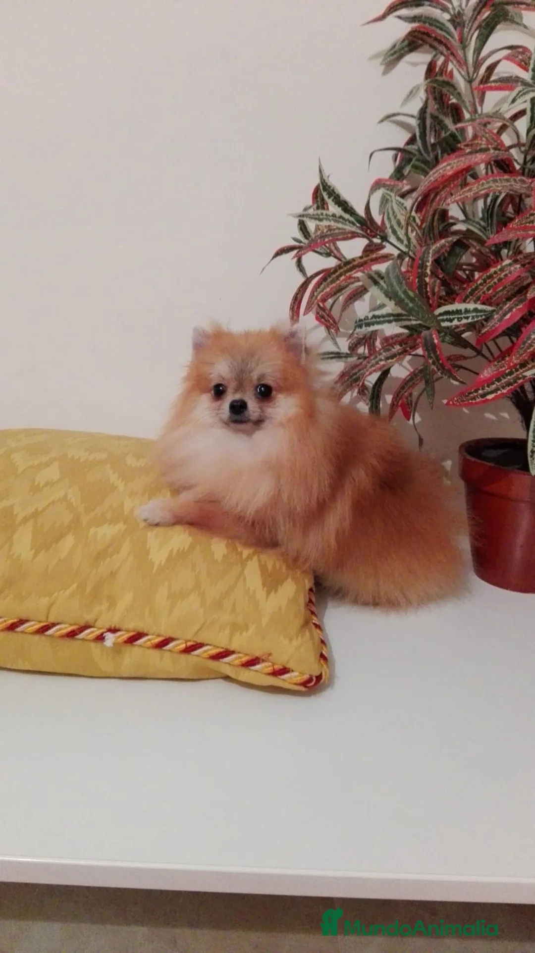 Pomerania perros en venta: Cachorritos pomerania - Anuncio 3