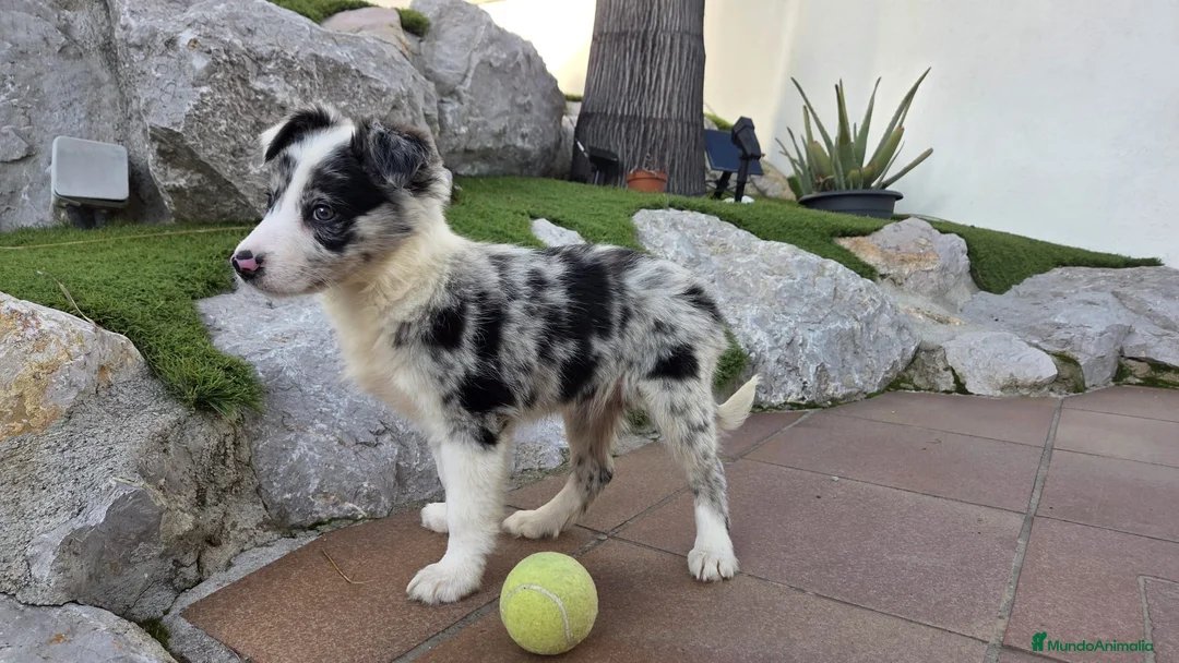 Border Collie perros en venta: Border collie Merles y bicolor - Anuncio 1