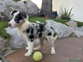 Border Collie perros Border collie Merles y bicolor - Anuncio 1