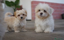 Maltipoo perros en venta: ❄️ Snow – Maltipoo blanco crema en miniatura 🐾 - Imagen 3